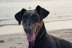 Un Dobermann au bord de la mer