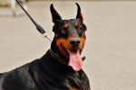 Un Dobermann tenu en laisse