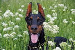 Un Dobermann allongé dans un champ de fleurs