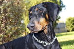 Photo Dobermann