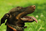 Photo Dobermann
