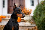 Un Dobermann assis devant sa maison