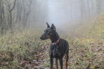 Un Dobermann en promenade sur un sentier forestier