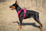 Un Dobermann vu de profil
