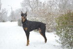 Un Dobermann sous la neige