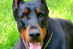 Un Dobermann vu de face