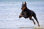 Un Dobermann qui court dans l'eau