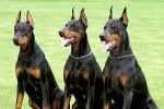 canes - Dobermann (4 ans)