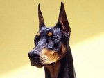 Dehmon - Dobermann Mâle (5 ans)