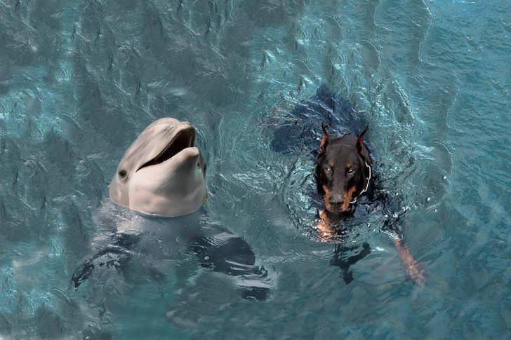 Un Dobermann qui nage avec un dauphin