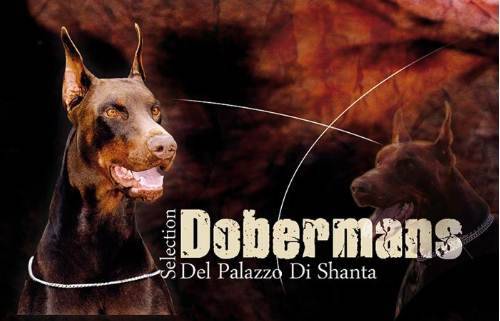 DOBERMANN DEL PALAZZO DI SHANTA - Dobermann