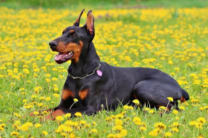 Un Dobermann allongé dans un champ de fleurs jaunes