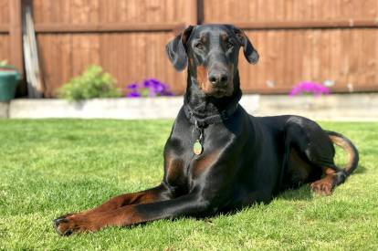 Un Dobermann allongé dans l'herbe