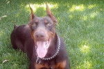 ELVIS - Dobermann Mâle (2 ans)