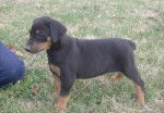 Mauro - Dobermann Mâle (4 mois)