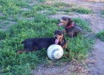 Sally & Luz - Dobermann Femelle (1 an)