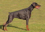 soubor - Dobermann Mâle (3 ans)
