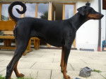 Anni - Dobermann Femelle (4 ans)