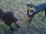Tyrone and Morris - Dobermann Mâle (7 mois)