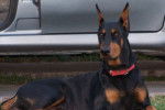 Quetta - Dobermann Femelle (6 ans)