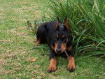 Quetta - Dobermann Femelle (6 mois)