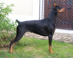Quetta - Dobermann Femelle (6 mois)