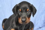 Gaia - Dobermann Femelle (1 an)