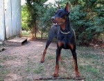 WILSON - Dobermann Mâle (1 an)