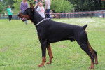 blade - Dobermann Mâle (1 an)