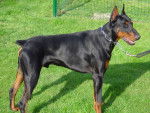 samy - Dobermann Mâle (2 ans)