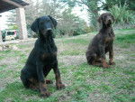 asia, raul - Dobermann Mâle (4 mois)