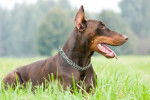 Jessi - Dobermann Femelle (3 ans)