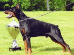 Scott - Dobermann Mâle (2 ans)
