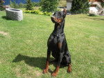 Thor - Dobermann Mâle (3 ans)