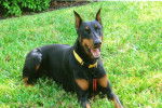 Tyson~pic 3~ - Dobermann Mâle (2 ans)