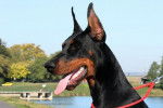 Teah - Dobermann Femelle (2 ans)
