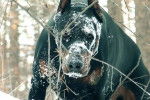 Un Dobermann plein de neige