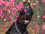 Rea - Dobermann Femelle (1 an)
