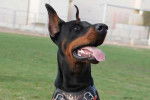 Rea - Dobermann Femelle (1 an)