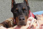 Rea - Dobermann Femelle (1 an)