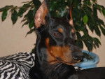 dobermann, sally - Dobermann