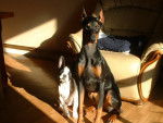 dobermann, sally, bouledogue, cochon - Dobermann