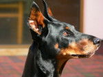 losca : Dobermann - Dobermann