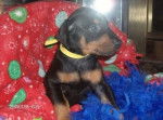 chanel - Dobermann Femelle (2 mois)
