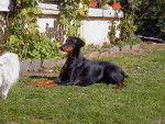 Dobermann VOXANE de la Vallee de la Tendresse - Dobermann