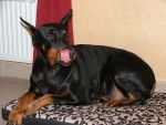 dobermann \
