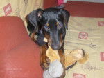 DOBERMANN PRINCE - Dobermann