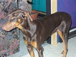 Cheyenne - Dobermann Femelle (3 ans)