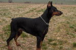 Diesel chienne Dobermann de 6 ans - Dobermann (6 ans)