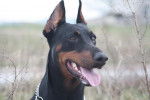 Diesel portrait de Dobermann - Dobermann